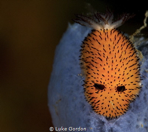 Jorunna parva, pastel colours and a nice little shrimp...... by Luke Gordon 
